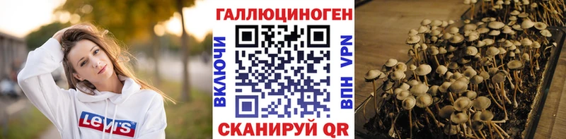 Галлюциногенные грибы Psilocybe  где продают   Зерноград 